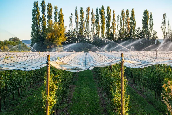 Watering a field with pear trees with hail net over trees during the setting sun