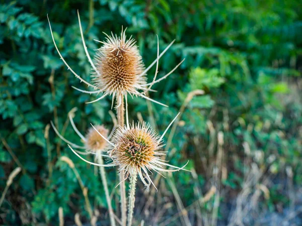 Dipsacus Fullonum Species Flowering Plant Known Common Names Wild Teasel — 스톡 사진