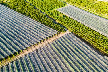 Hail net over apple and pears trees from the air - background