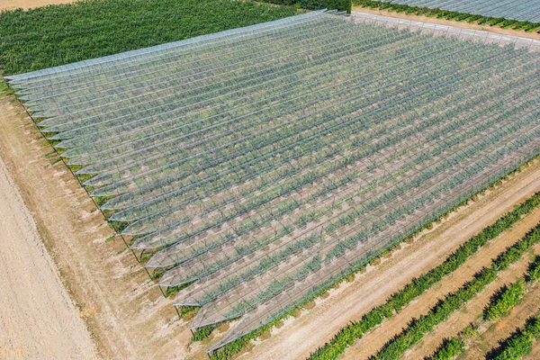 Hail Net Apple Pears Trees Air Background — Fotografia de Stock