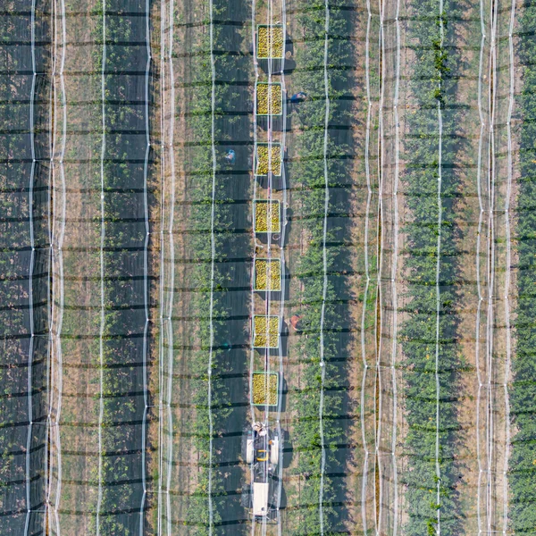 Workers Picking Pears Field Crates Attached Towing Tractor Working Middle — 图库照片