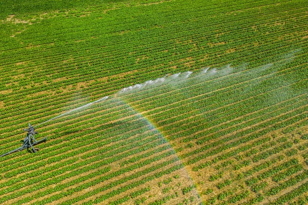 Aerial View Drone Field Being Irrigated Powerful Irrigation System — Stock Photo, Image