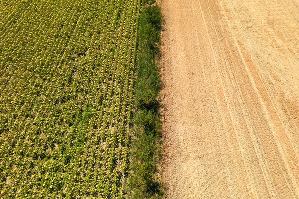 Farmland Harvesting Grain Combination Sunflower Field Aerial Shots —  Fotos de Stock