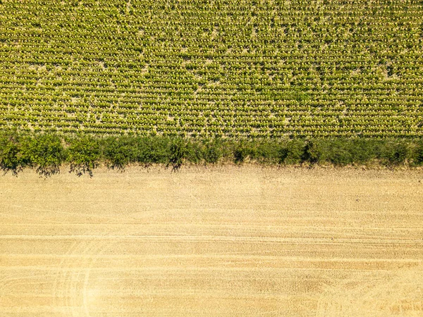 A farmland after harvesting grain in combination with a sunflower field. Aerial shots