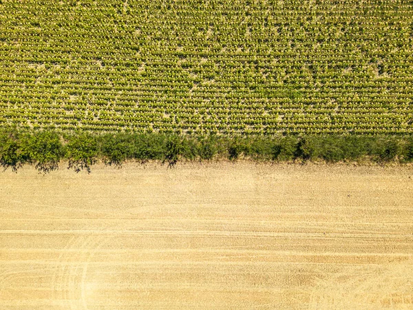 Farmland Harvesting Grain Combination Sunflower Field Aerial Shots — 图库照片