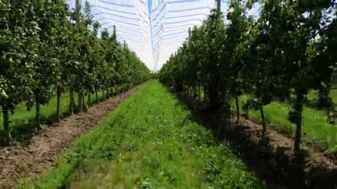 A field with pears and above them a hail net waving in the wind. A farmland on a sunny day