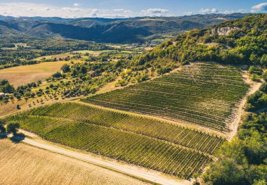 Panoramic aerial photo of the ripening grape fields during the summer season. White grape intended for wine. A few weeks before harvest. Grape fields on the view of the mountain. Background. Landscape