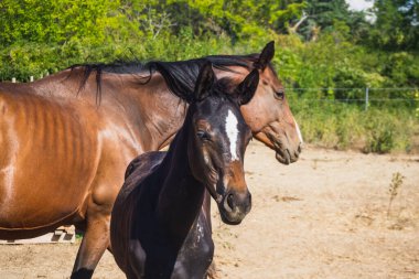 Brown mare and foal grazing in the yard