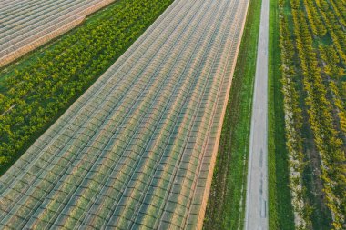 Panoramic view on fields with a hail protection net, apple trees, pear trees, peaches during the rising sun. The sun's rays hitting the trees