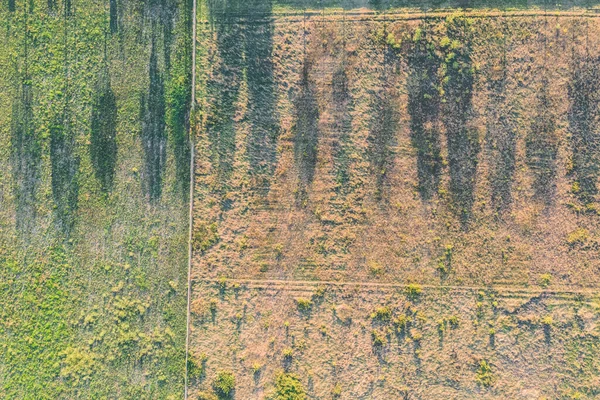 Une Clairière Herbeuse Avec Longues Ombres Arbres Coucher Soleil — Photo