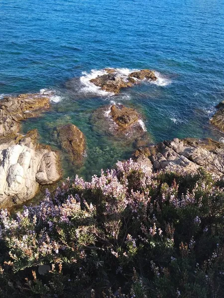 Flores Costa Rocas Mar — Foto de Stock