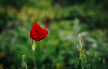Yeşil arka planda kırmızı haşhaş. Bulanık bir arka planda büyük haşhaş çiçeği. Güzel doğa manzarası, çiçek tasarımı.
