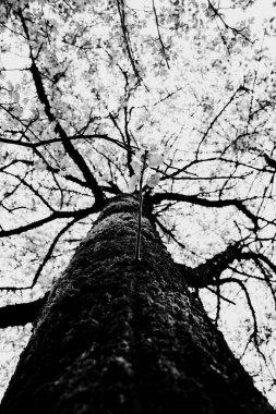 Siyah ve beyaz ağaç görüntüsü. Beyaz gökyüzü arkaplanına karşı ağaç dalları.