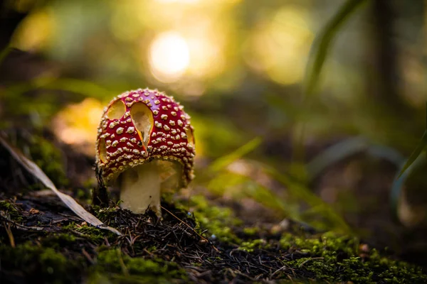 Amanita muscaria. Červeně tečkované houbové houby. Leť agaricky. Nádherná přírodní krajina. Zelený mech, rozmazané pozadí. — Stock fotografie