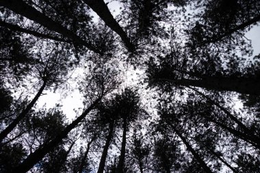 Siyah ve beyaz ağaçlar. Beyaz gökyüzü arkaplanına karşı ağaç dalları.