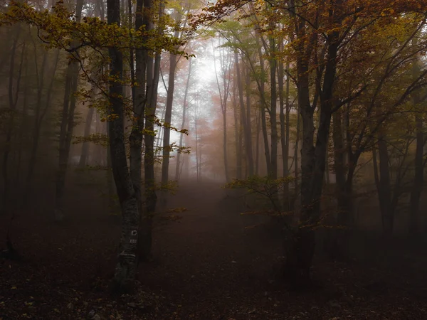 Nevoeiro na floresta escura no outono. Bela paisagem da natureza. — Fotografia de Stock