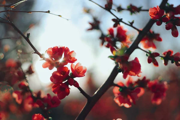 Árbol de Cornus florida rubra con flores rosas en primavera. Dogwood sobre fondo de luz solar cielo azul. Foto de alta calidad — Foto de Stock