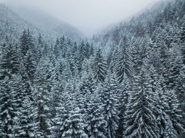 Kar ormanı ağaçlarının havadan görünüşü. Kışın en tepeden bak. Kış ormanlarının büyüleyici doğası..