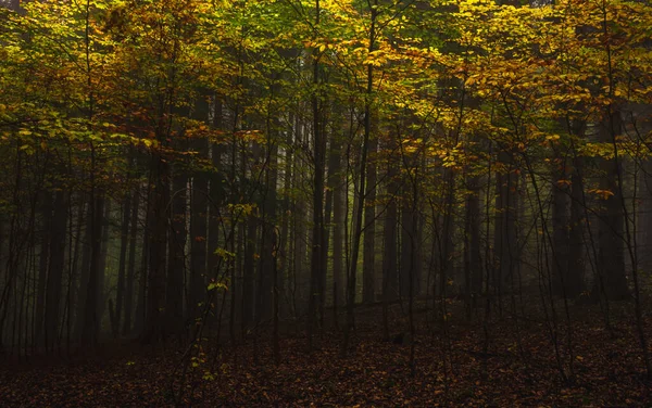 Туман в темном лесу осенью. Ландшафт природы. — стоковое фото