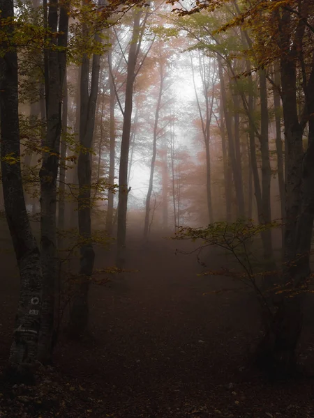 Fog in dark forest at autumn. Beautiful landscape of nature. — Stock Photo, Image
