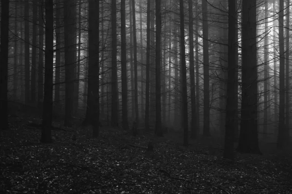 Dimma i mörk skog på hösten. Vackert landskap i naturen. Royaltyfria Stockfoton