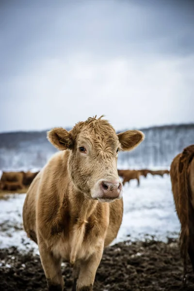 Szara krowa stojąca na zewnątrz na pastwisku zimowym w ciągu dnia. Krowa patrząca na portret kamery w zimowym śniegu. — Zdjęcie stockowe
