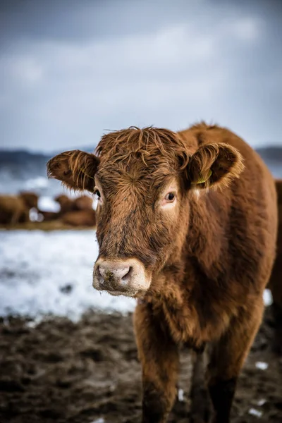 Brązowe bydło stojące na świeżym powietrzu na pastwisku zimowym w dzień. Krowa patrząca na portret kamery w zimowym śniegu. — Zdjęcie stockowe