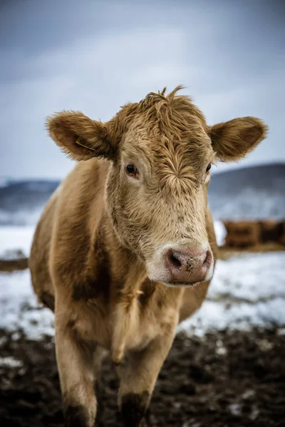 Szara krowa stojąca na zewnątrz na pastwisku zimowym w ciągu dnia. Krowa patrząca na portret kamery w zimowym śniegu. — Zdjęcie stockowe