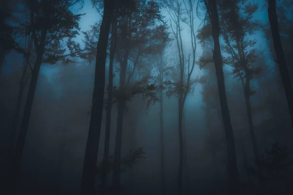 Nevoeiro denso na floresta escura no outono. Bela paisagem da natureza. Luz azul que vem através das árvores. — Fotografia de Stock