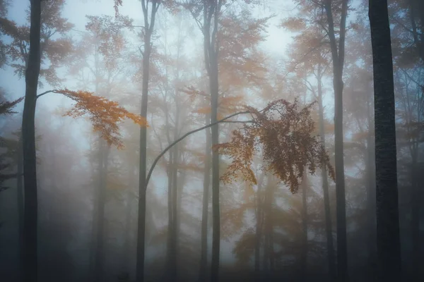 秋の暗い森の中で濃い霧。自然の美しい風景。木々の間から差し込む光. — ストック写真