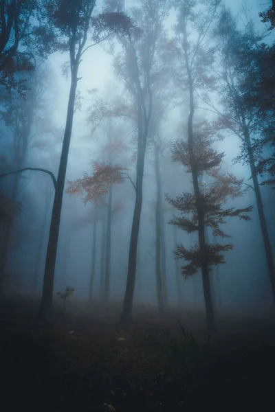 Dense fog in dark forest at autumn. Beautiful landscape of nature. Blue light coming through the trees. — Stock Photo, Image