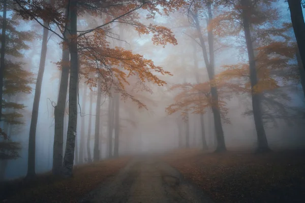 शरद ऋतु में अंधेरे जंगल में घनी धुंध। प्रकृति का सुंदर परिदृश्य। वृक्षों के माध्यम से प्रकाश आ रहा है . — स्टॉक फ़ोटो, इमेज