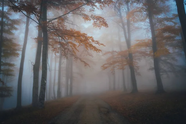 Nevoeiro denso na floresta escura no outono. Bela paisagem da natureza. Luz que vem através das árvores. — Fotografia de Stock