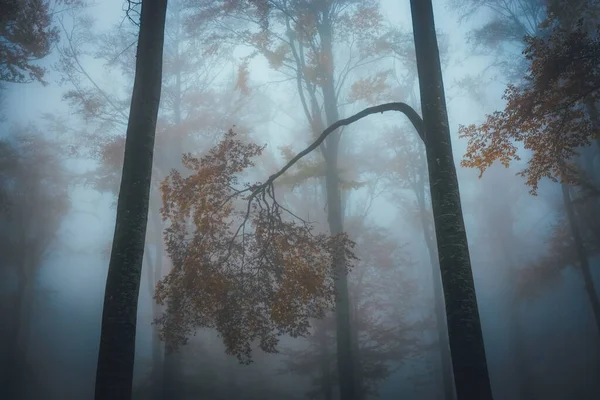 Густий туман в темному лісі восени. Прекрасний ландшафт природи. Світло проходить крізь дерева . — стокове фото