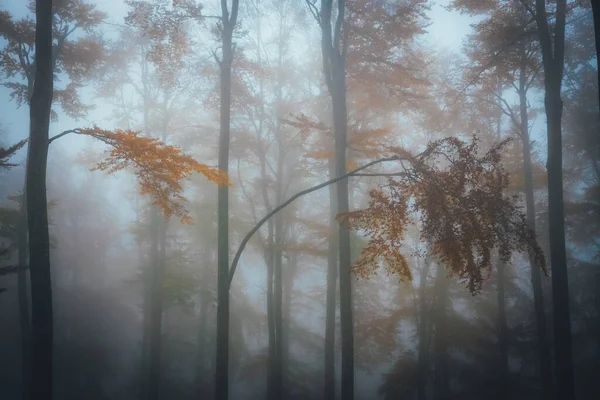 Dichte mist in donker bos in de herfst. Prachtig landschap van de natuur. Licht dat door de bomen komt. — Stockfoto