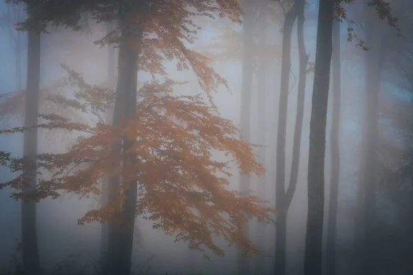 Tät dimma i mörk skog på hösten. Vackert naturlandskap. Ljus kommer genom träden. Stockbild