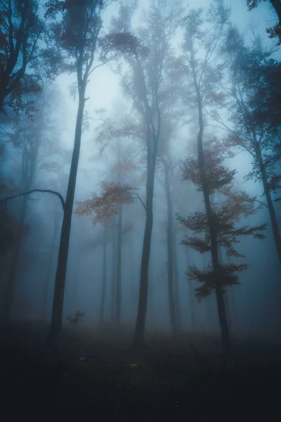 Dichte mist in donker bos in de herfst. Prachtig landschap van de natuur. Blauw licht dat door de bomen komt. — Stockfoto