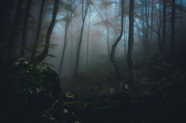 Sonbaharda karanlık ormanda yoğun sis olur. Doğanın güzel manzarası. Ağaçlardan gelen ışık.