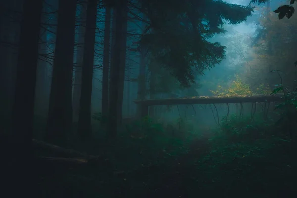 Sűrű köd a sötét erdőben. Leesett fatörzs a fókuszon. Fény jön át a fákon. Zöld fű az erdőben. — Stock Fotó