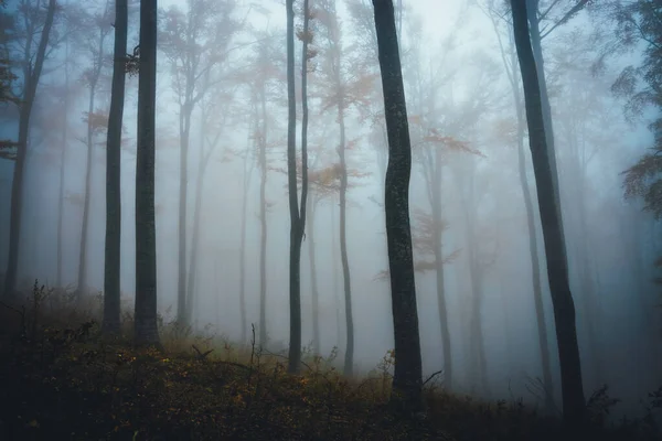 Sűrű köd a sötét erdőben ősszel. Gyönyörű természeti táj. Fények jönnek át a fákon.. — Stock Fotó