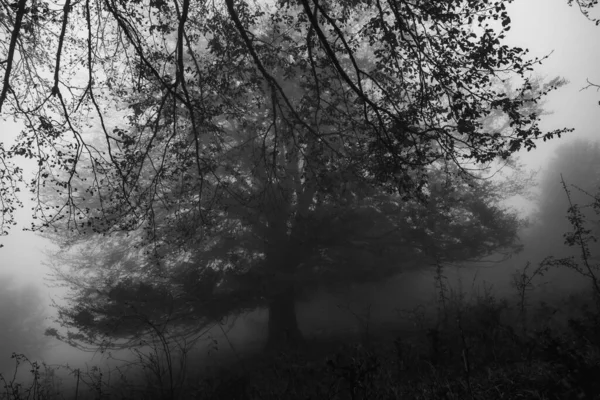 Black and white landscape with dark silhouettes. Dense fog in dark forest. Dark feeling image. White light on sky. — Stock Photo, Image