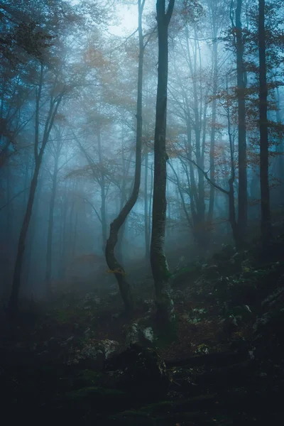 Nevoeiro denso na floresta escura no outono. Bela paisagem da natureza. Luz que vem através das árvores. — Fotografia de Stock