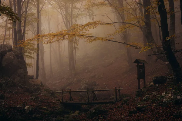 秋の暗い森の中で濃い霧。木製の橋を中心に。自然の美しい風景。木々の間から差し込む光. — ストック写真