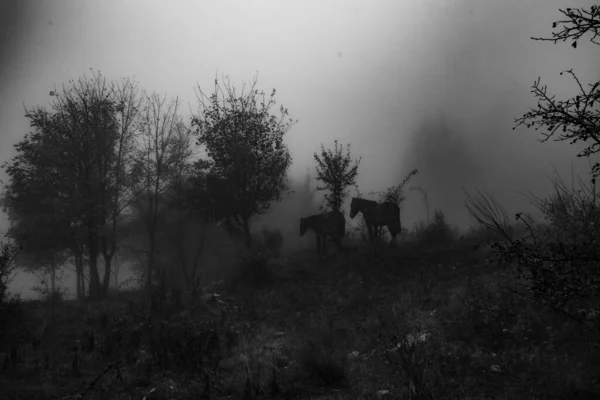 Paysage noir et blanc avec des chevaux de silhouette sombre. Brouillard dense dans la forêt sombre. Image de sentiment sombre. Lumière blanche sur le ciel. — Photo