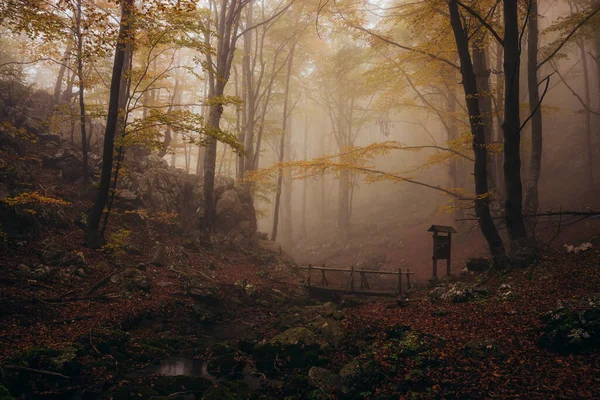 Dichte mist in donker bos in de herfst. Houten brug op scherp. Prachtig landschap van de natuur. Licht dat door de bomen komt. — Stockfoto