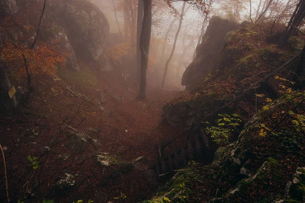 秋の暗い森の中で濃い霧。自然の美しい風景。木々の間から差し込む光. — ストック写真
