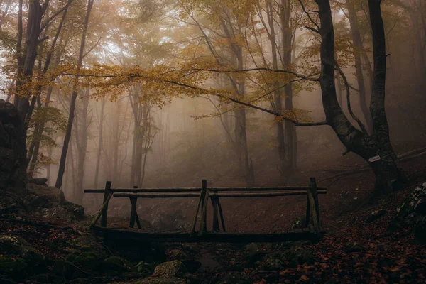 Dense fog in dark forest at autumn. Wood bridge on focus. Beautiful landscape of nature. Light coming through the trees. — Fotografia de Stock