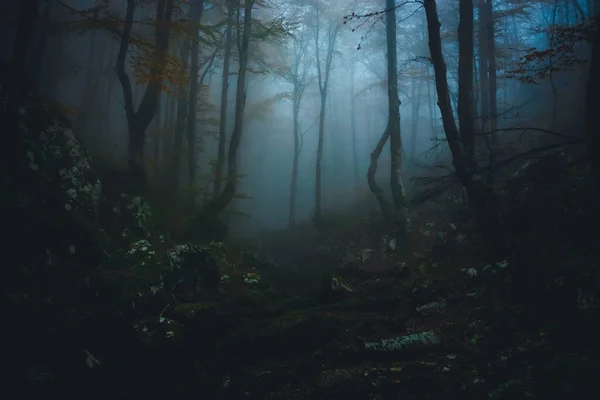 Tät dimma i mörk skog på hösten. Vackert naturlandskap. Ljus kommer genom träden. Stockfoto
