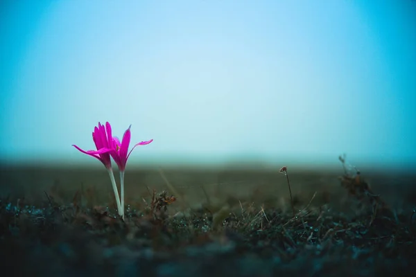 Pink small flower with a dark nature background. Dark green grass. Stunning nature. Beautiful wild flower. Blue air sky. — Stock Photo, Image