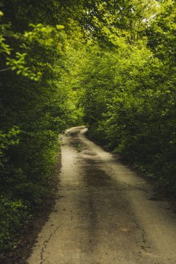 Güneş ışınlarıyla, çam ağaçlarıyla kaplı bir orman yolu. Kayalar ve kökler ile patika boyunca tırmanmak. Yeşil çimenler ve çalılar..